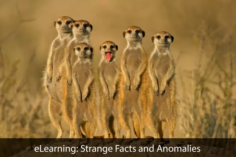 eLearning: Strange Facts and Anomalies