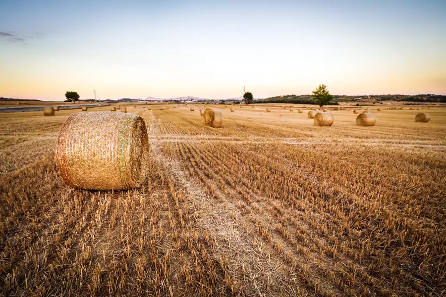 Top Workplace Dangers Facing Farmers and Farmhands